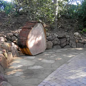 Giant Sequoia, Sequoiadendron gigantea, Redwood Round, in Arroyo Section