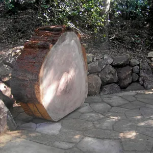 Giant Sequoia, Sequoiadendron gigantea, Redwood Round, in Arroyo Section