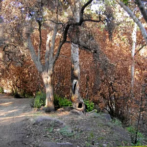 Fire damage in the Canyon