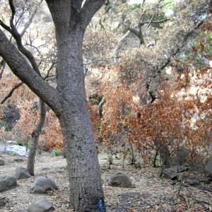 Fire damage in the Canyon