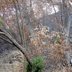 Fire damage in the Canyon. Stump sprouts