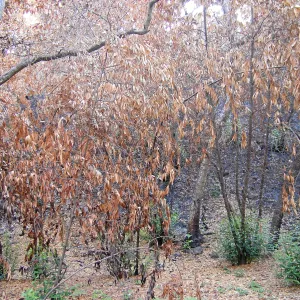 Fire damage in the Canyon. Stump sprouts
