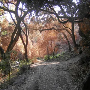 Fire damage in the Canyon. Stump sprouts