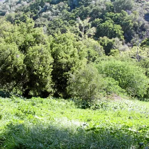 Porter Trail, North and east slope