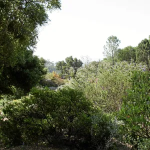Porter Trail,view from Ada Wood bench, looking south