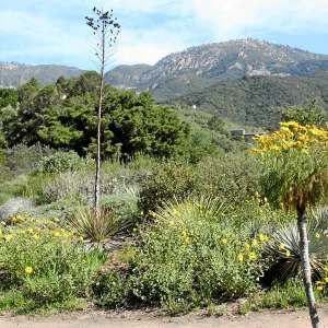 Porter Trail, Coreopsis Border North