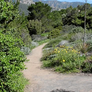 Porter Trail, Coreopsis border