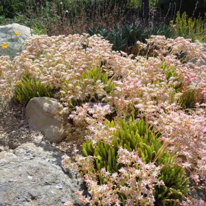 Dudleya Display in bloom