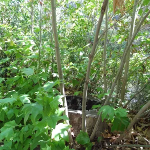 Sycamore stump resprout, 3 years post Jesusita Fire, Canyon Trail, SBBG