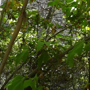 Sycamore stump resprout, 3 years post Jesusita Fire, Canyon Trail, SBBG, panorama