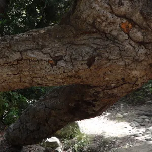 tree trunk arch, Canyon Trail, panorama (Coastal Live Oak)