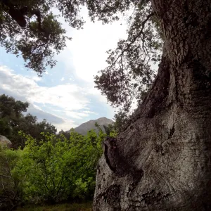 SBBG lower Meadow, monsoon clouds, late afternoon, natural window, view to mountains