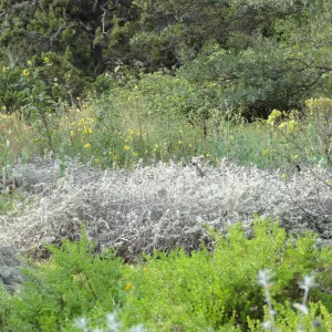 California quail, lower Meadow, Ground Cover Display