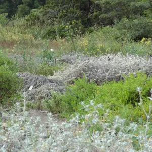California quail, lower Meadow, Ground Cover Display