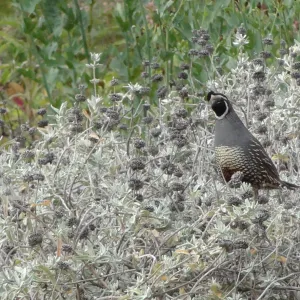 California quail, lower Meadow, Ground Cover Display