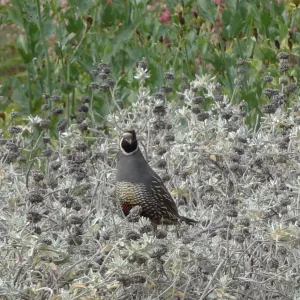 California quail, lower Meadow, Ground Cover Display