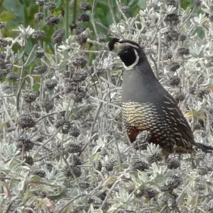 California quail, lower Meadow, Ground Cover Display