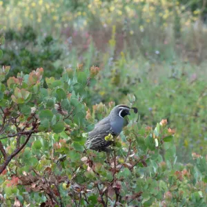 California quail, lower Meadow, Ground Cover Display