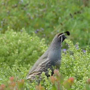 California quail, lower Meadow, Ground Cover Display