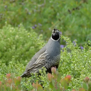 California quail, lower Meadow, Ground Cover Display