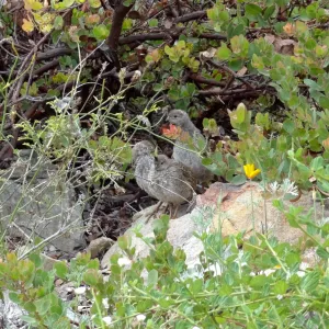California quail, manzanita, Arctostaphylos, lower Meadow, Ground Cover Display
