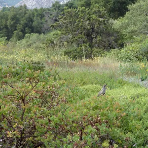 California quail, manzanita, Arctostaphylos, lower Meadow, Ground Cover Display