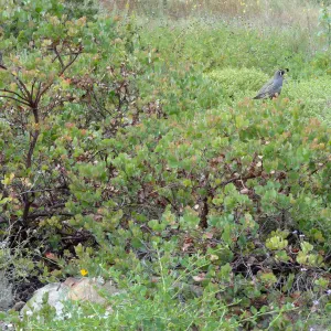 California quail, manzanita, Arctostaphylos, lower Meadow, Ground Cover Display