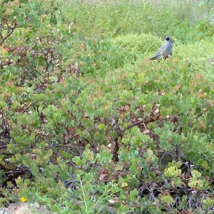 California quail, manzanita, Arctostaphylos, lower Meadow, Ground Cover Display