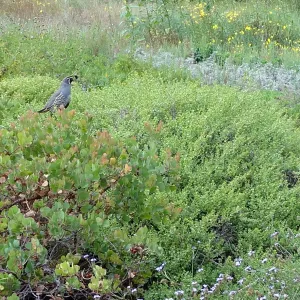 California quail, manzanita, Arctostaphylos, lower Meadow, Ground Cover Display