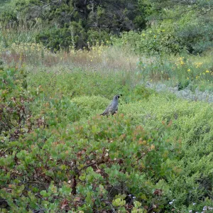 California quail, manzanita, Arctostaphylos, lower Meadow, Ground Cover Display