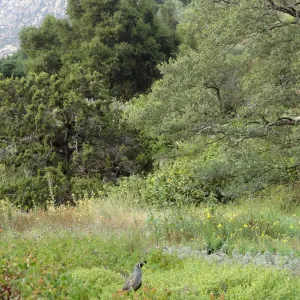 California quail, lower Meadow, Ground Cover Display