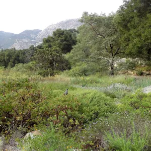 California quail, lower Meadow, Ground Cover Display, view to mountains