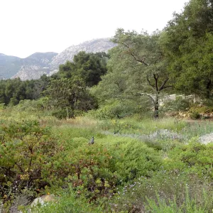 California quail, lower Meadow, Ground Cover Display, view to mountains