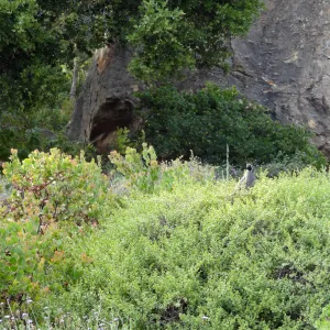 California quail, lower Meadow, Ground Cover Display, Blaksley Boulder