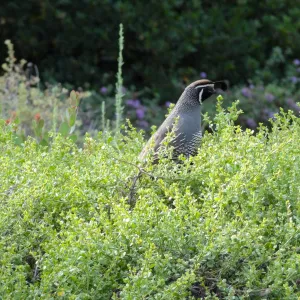 California quail, lower Meadow, Ground Cover Display