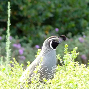 California quail, lower Meadow, Ground Cover Display
