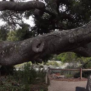 branching Coast live oak, Quercus agrifolia, at Blaksley Boulder, Meadow Oaks, wood bench, panorama
