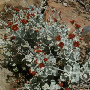 Eriogonum crocatum