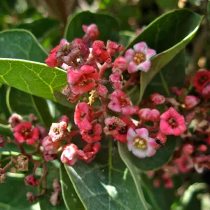 Rhus lentii