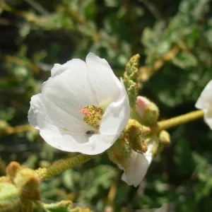 Sphaeralcea fulva