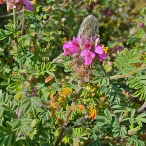 Marina orcuttii var. orcuttii