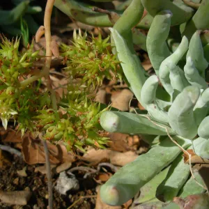Dudleya edulis