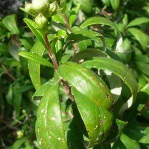 Carpenteria californica