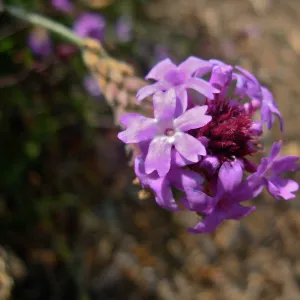 Verbena lilacina