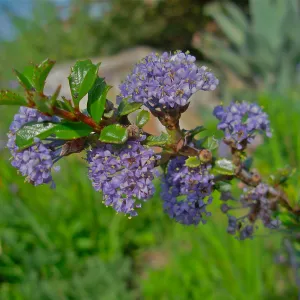 Ceanothus gloriosus var. porrectus
