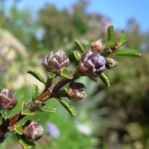 Ceanothus gloriosus var. porrectus