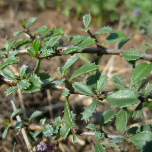 Ceanothus gloriosus var. porrectus