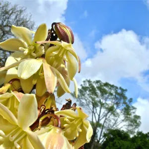 Yucca schidigera