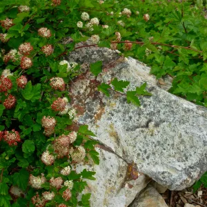 Physocarpus capitatus, Boulder