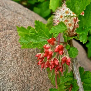 Physocarpus capitatus, Boulder